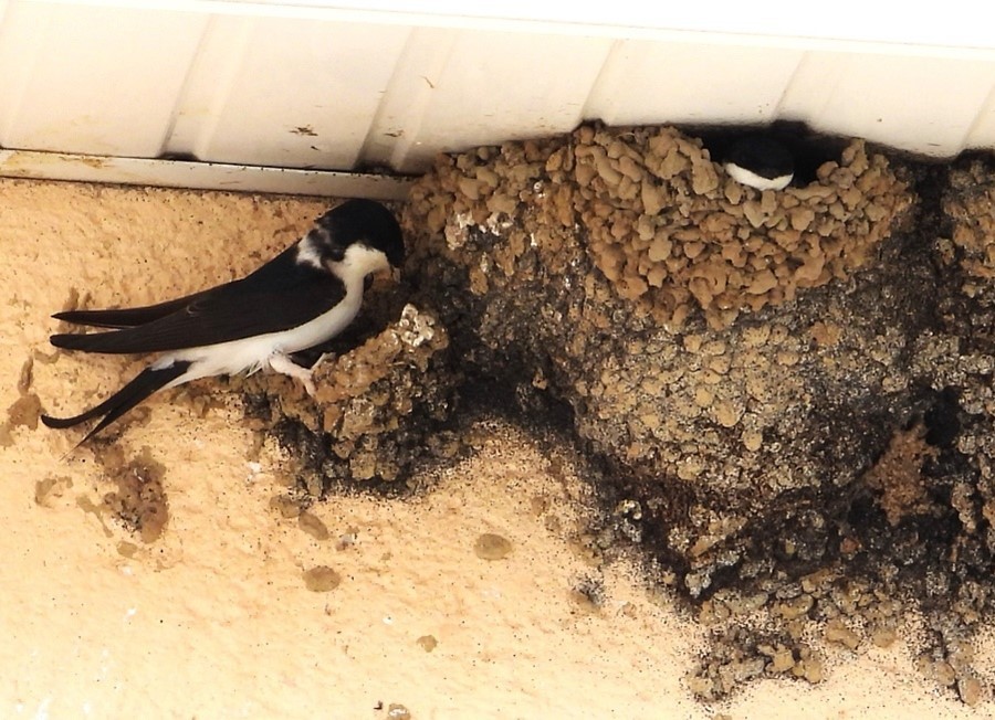 Hirondelles de fenêtre